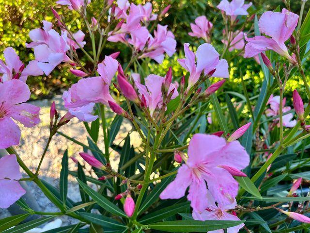 Oleander