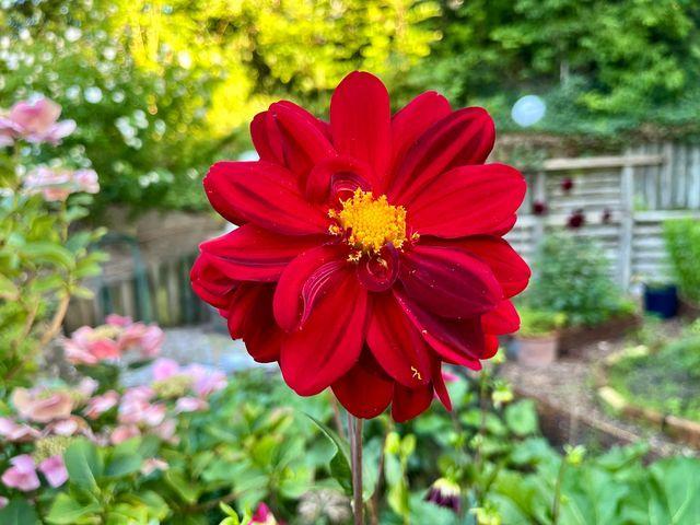 Dahlien im liebevoll gepflegten Garten