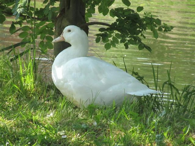 Gans