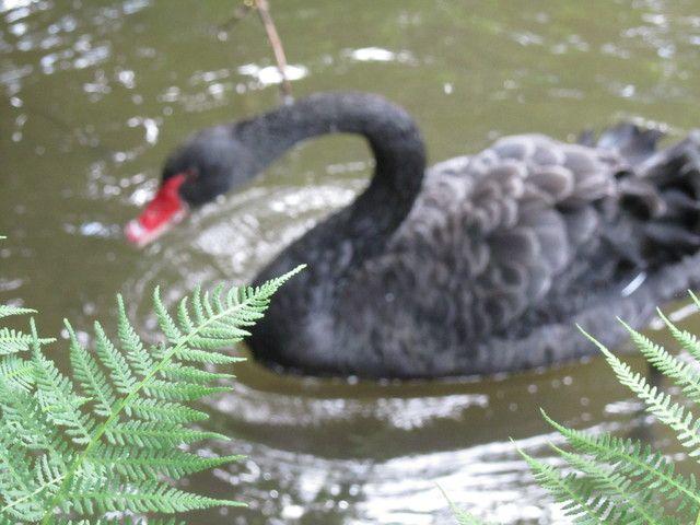 Schwarzer Schwan auf Brautschau