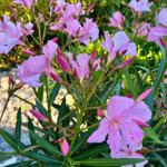 Oleander