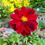 Dahlien im liebevoll gepflegten Garten