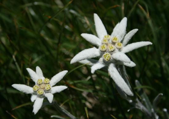 Image 27