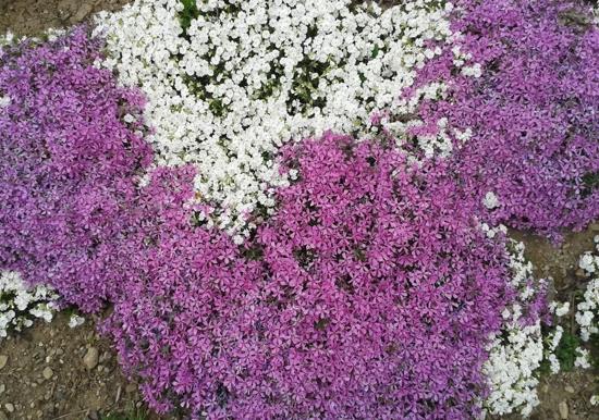 Image 55