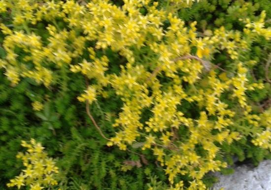 Image 62