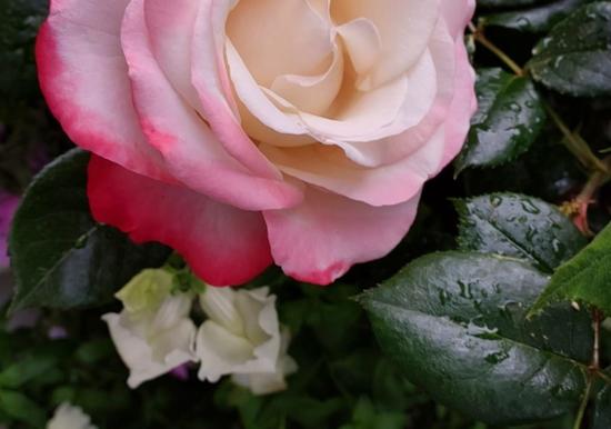 Image 29