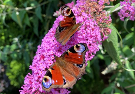 Image 31