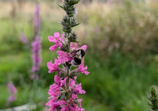 Image 33